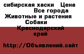 l: сибирская хаски › Цена ­ 10 000 - Все города Животные и растения » Собаки   . Краснодарский край